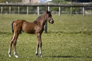 Kantar – czym jest i jak go prawidłowo dobrać dla konia?